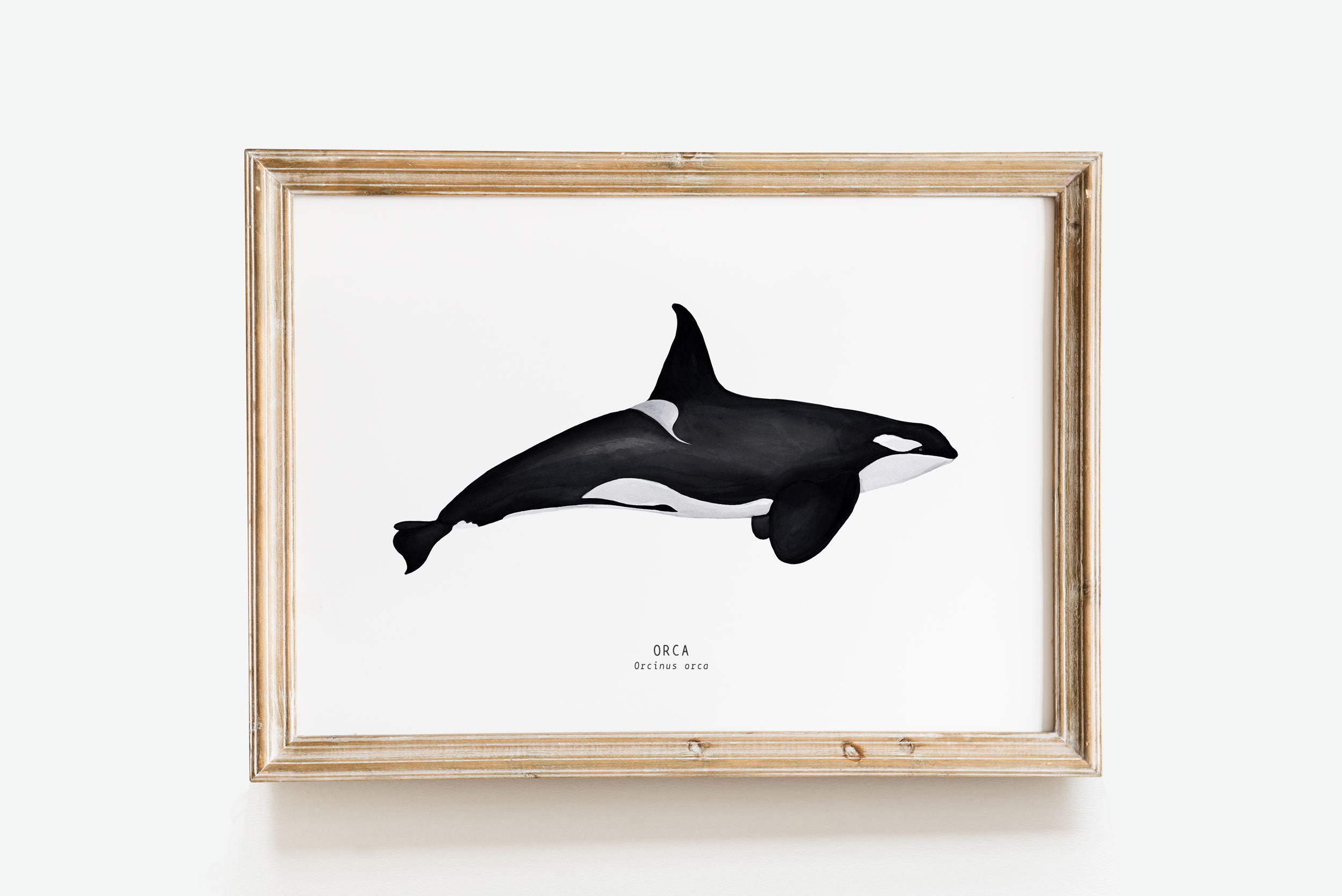 Orca Watercolour Print Whale Wall Decor Orca Wall Art | Etsy Australia