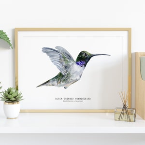 Black-chinned Hummingbird watercolor fine art print bird lover poster nature wall art hummingbirds home décor Archilochus alexandri image 2