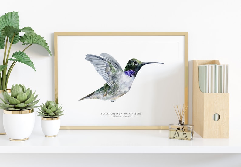 Black-chinned Hummingbird watercolor fine art print bird lover poster nature wall art hummingbirds home décor Archilochus alexandri image 2