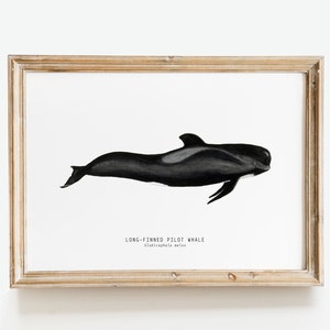 Long-finned Pilot Whale watercolor art | From our &#39;Toothed Whales&#39; series | Great for the bedroom or nursery
