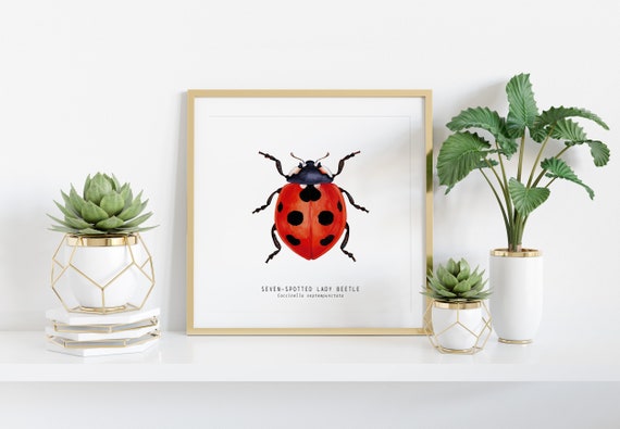 Seven-spotted Ladybug, Ladybird, Lady Beetle Print | Living Room