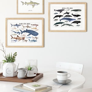 May include: Three framed illustrations of marine life, including sharks, whales, and a lemon shark. The illustrations are in a watercolor style and feature a variety of species. The frames are light wood and are hanging on a white wall. The illustrations are displayed in a kitchen setting with a white table, a teapot, and a cup.
