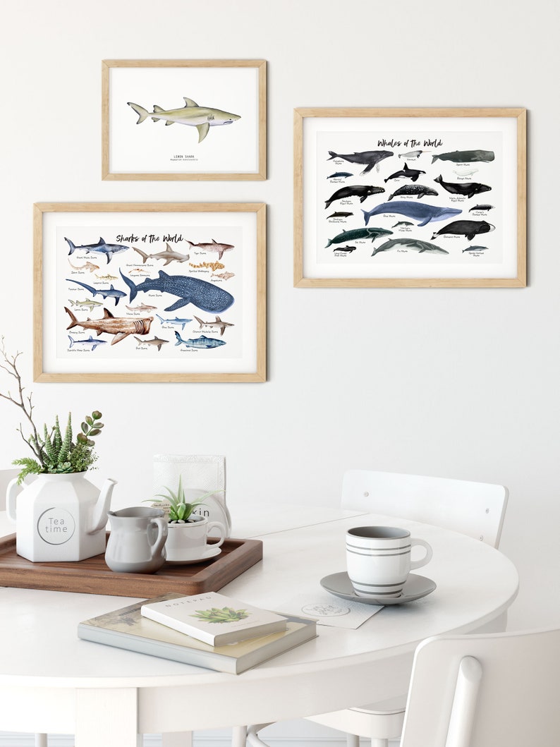 May include: Three framed illustrations of marine life, including sharks, whales, and a lemon shark. The illustrations are in a watercolor style and feature a variety of species. The frames are light wood and are hanging on a white wall. The illustrations are displayed in a kitchen setting with a white table, a teapot, and a cup.