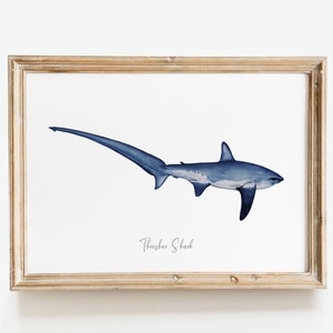 Thresher Shark watercolor fine art print shark lover poster bathroom nature wall art Sharks of the World home décor Alopias vulpinus image 9