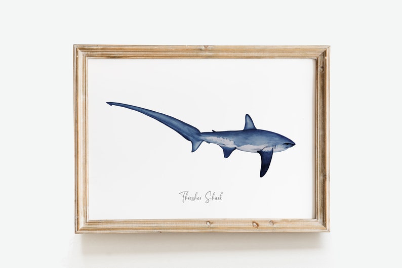 Thresher Shark watercolor fine art print shark lover poster bathroom nature wall art Sharks of the World home décor Alopias vulpinus image 9