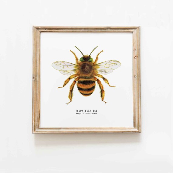 bee teddy bear