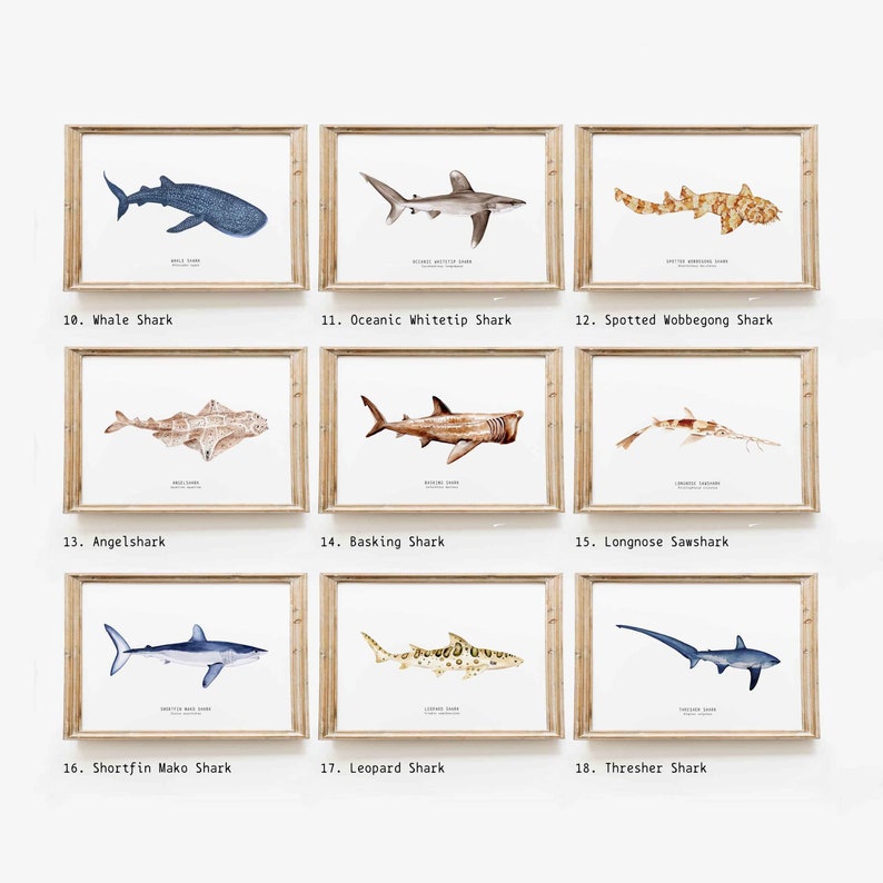 May include: A set of 9 watercolor illustrations of different shark species, each framed in a light wood frame. The illustrations are labeled with the shark's common name, such as Whale Shark, Oceanic Whitetip Shark, and Angelshark.
