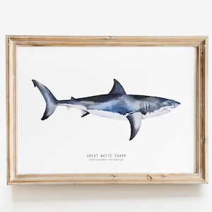 Great White Shark hand painted watercolour art | Beach house wall décor | Gift for shark lovers | Carcharodon carcharias poster / print