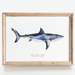 Weißer Hai handgemalte Aquarell Kunst | Strandhaus Wanddekor | Geschenk für Hai-Liebhaber | Carcharodon carcharias Poster / Druck