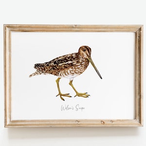 Wilson's Snipe bird wall art Bird lover's gift Watercolour beach house decor Nursery wall decor Bedroom wall art Educational print image 9