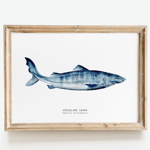 Greenland Shark watercolor art print | nursery wall décor | bedroom wall art | coastal wall art gift | living room | Somniosus microcephalus