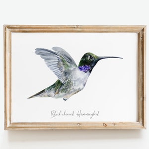 Black-chinned Hummingbird watercolor fine art print bird lover poster nature wall art hummingbirds home décor Archilochus alexandri image 9