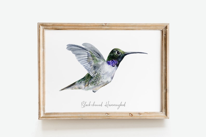 Black-chinned Hummingbird watercolor fine art print bird lover poster nature wall art hummingbirds home décor Archilochus alexandri image 9