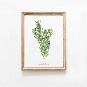 Rosmarinkraut Kunstdruck | Kräuterdruck | Homeschool lehrreiche Wandkunst | Kinderzimmer Dekor | Küchenkräuter Poster | Kräuter Dekor