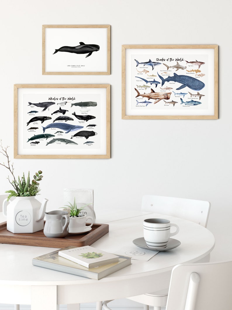 Long-finned Pilot Whale watercolor art From our 'Toothed Whales' series Great for the bedroom or nursery image 5