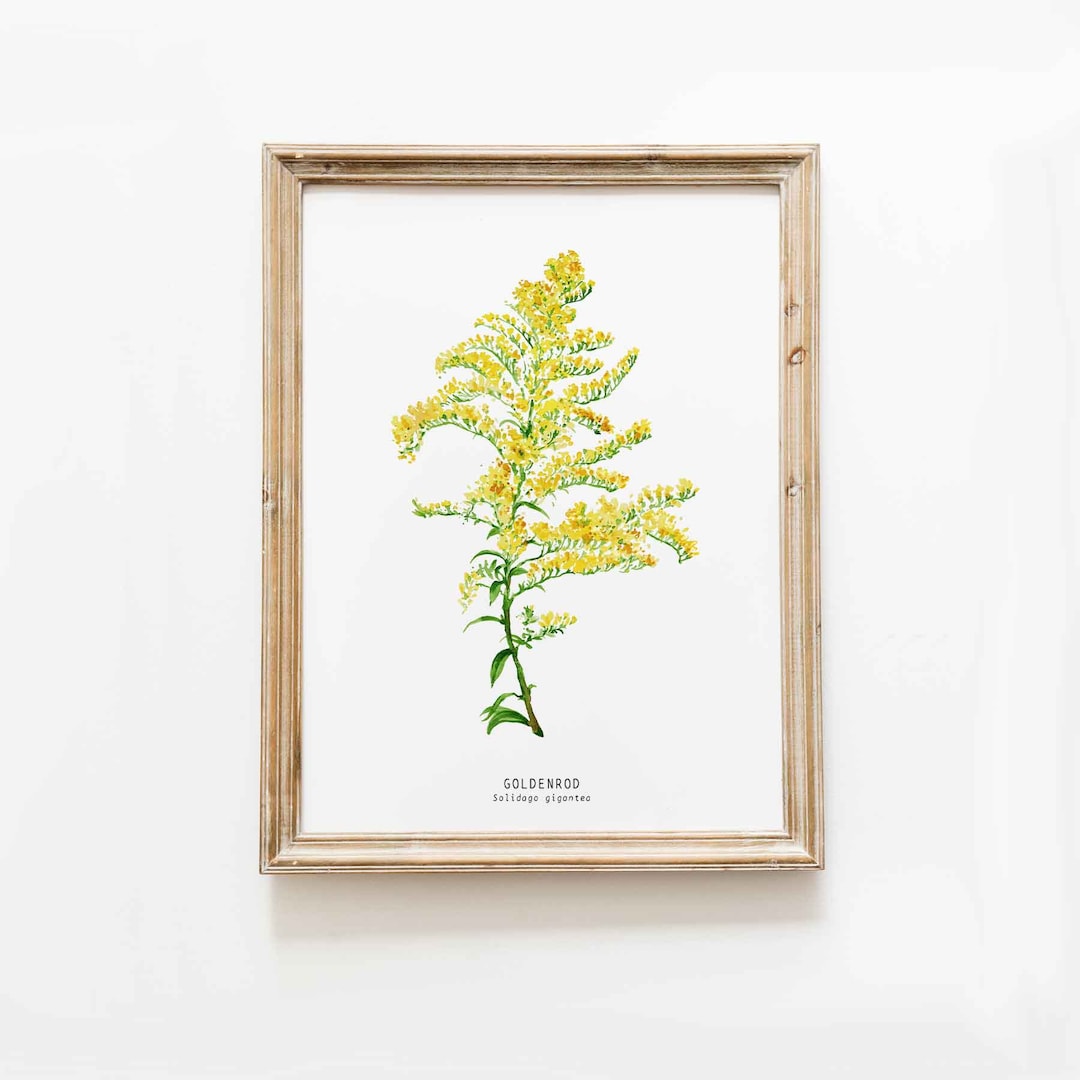 Goldenrod Watercolor Art Print Solidago Goldenrods Etsy