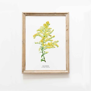 Goldenrod watercolor art print | Solidago goldenrods | Nebraska and Kentucky state flower | Floral nursery wall décor | Solidago gigantean