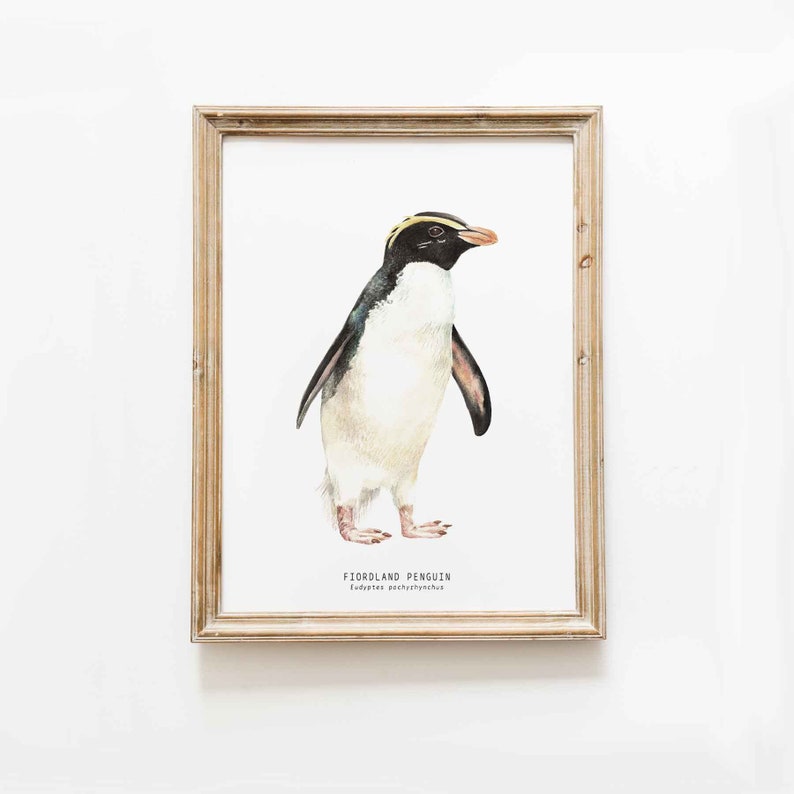 Fiordland Penguin fine art print beach coastal ocean poster gift nature wall set penguins home nursery décor Eudyptes pachyrhynchus image 1