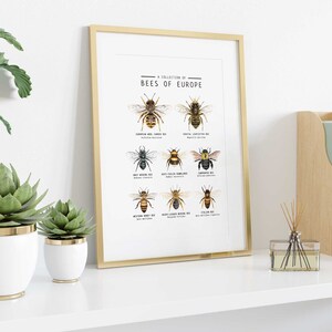 Puede incluir: Una impresi&oacute;n enmarcada con un marco dorado titulada "A Collection of Bees of Europe". La impresi&oacute;n presenta ilustraciones de nueve tipos diferentes de abejas con sus nombres cient&iacute;ficos.