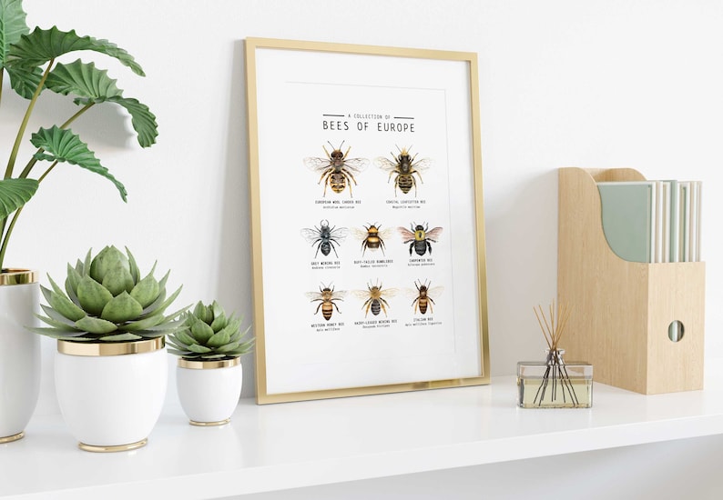 Puede incluir: Una impresi&oacute;n enmarcada con un marco dorado titulada "A Collection of Bees of Europe". La impresi&oacute;n presenta ilustraciones de nueve tipos diferentes de abejas con sus nombres cient&iacute;ficos.