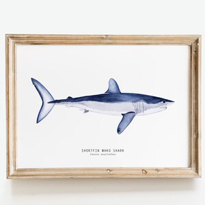 May include: A framed watercolor illustration of a shortfin mako shark, a blue and white fish with a pointed snout, against a white background. The text "SHORTFIN MAKO SHARK" and "Isurus oxyrinchus" is printed below the shark.