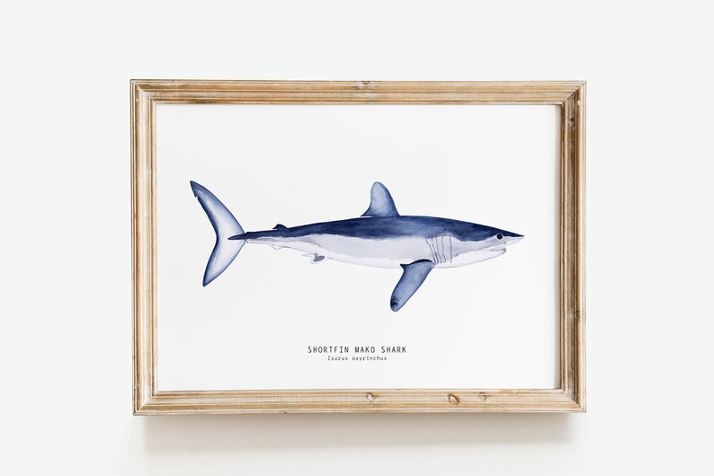 May include: A framed watercolor illustration of a shortfin mako shark, a blue and white fish with a pointed snout, against a white background. The text "SHORTFIN MAKO SHARK" and "Isurus oxyrinchus" is printed below the shark.