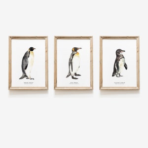 Set of 3 watercolor penguins | penguin species prints | living room, nursery animal, home wall décor | ocean beach house wall art | gift set
