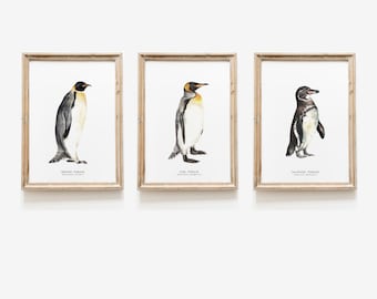 Set of 3 watercolor penguins | penguin species prints | living room, nursery animal, home wall décor | ocean beach house wall art | gift set