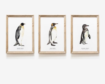 Set of 3 watercolor penguins | penguin species prints | living room, nursery animal, home wall décor | ocean beach house wall art | gift set