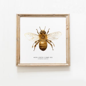 Haarige Blumenbiene Wanddekor | Baby-Dusche-Geschenk | Biene Wandkunst | Geborene Bienen Wandkunst | Aquarell pädagogisch wertvolles Poster | Poster mit Biene