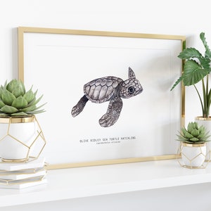 Olive Ridley sea turtle hatchling Lepidochelys olivacea art print watercolor nature wall nursery, living, bedroom, home décor poster image 3