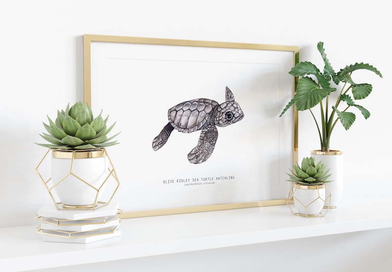 Olive Ridley sea turtle hatchling Lepidochelys olivacea art print watercolor nature wall nursery, living, bedroom, home décor poster image 3