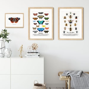 Red Admiral butterfly art print Vanessa atalanta watercolor wall décor bedroom, bathroom art poster living room, nursery, animal gift image 7