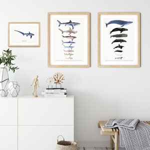 Thresher Shark watercolor fine art print shark lover poster bathroom nature wall art Sharks of the World home décor Alopias vulpinus image 7