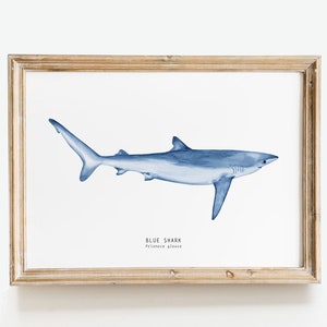 Blue Shark art print | watercolor shark print | living room wall décor | bathroom wall art | Sharks of the World art | Prionace glauca gift