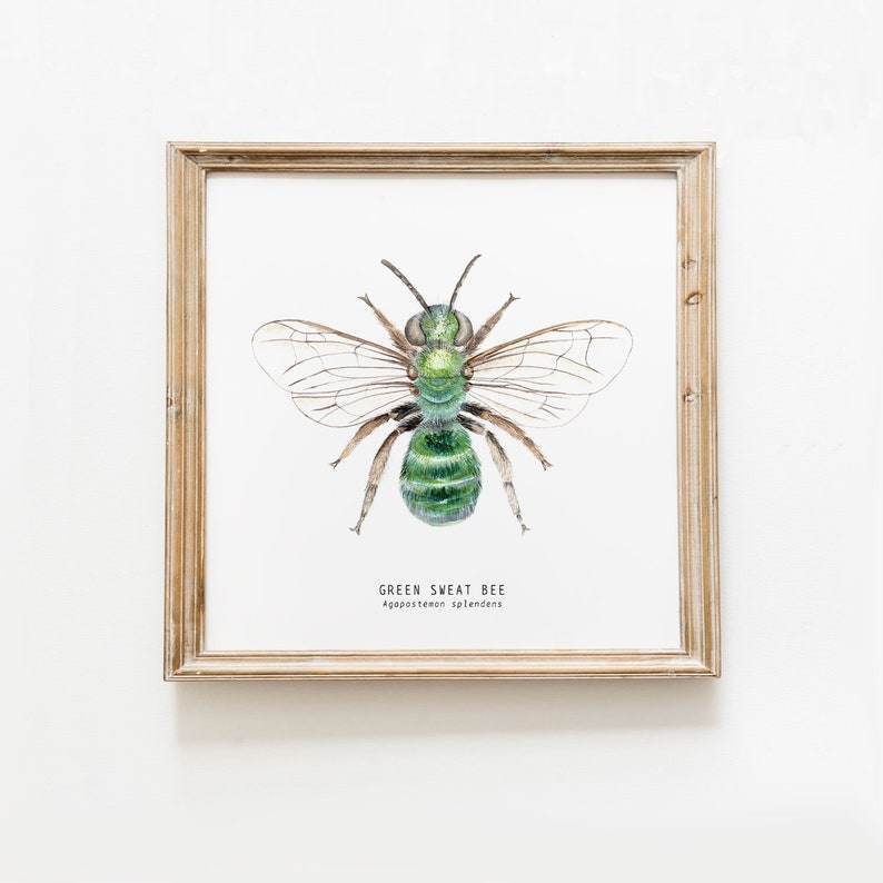 Green Sweat bee art print Watercolour art Bees wall art Montessori nature guide Children's art print Bee Fine Art print image 1