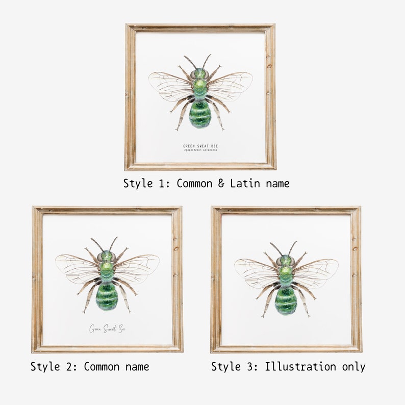 Green Sweat bee art print Watercolour art Bees wall art Montessori nature guide Children's art print Bee Fine Art print image 10