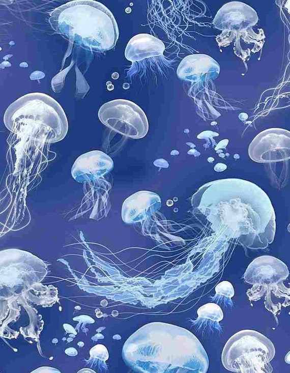 jellyfish　W. Tillmans W. ティルマンス Mystery Giant 'Jellyfish' Turns Out to Be Grisly Beach