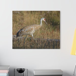 Sandhill Crane Original Photo By Birch Bend Studios Acryldrucke Mit French Cleat 3 Größen | Vogel Kunst | Sandhill Crane Vogel Fotokunst