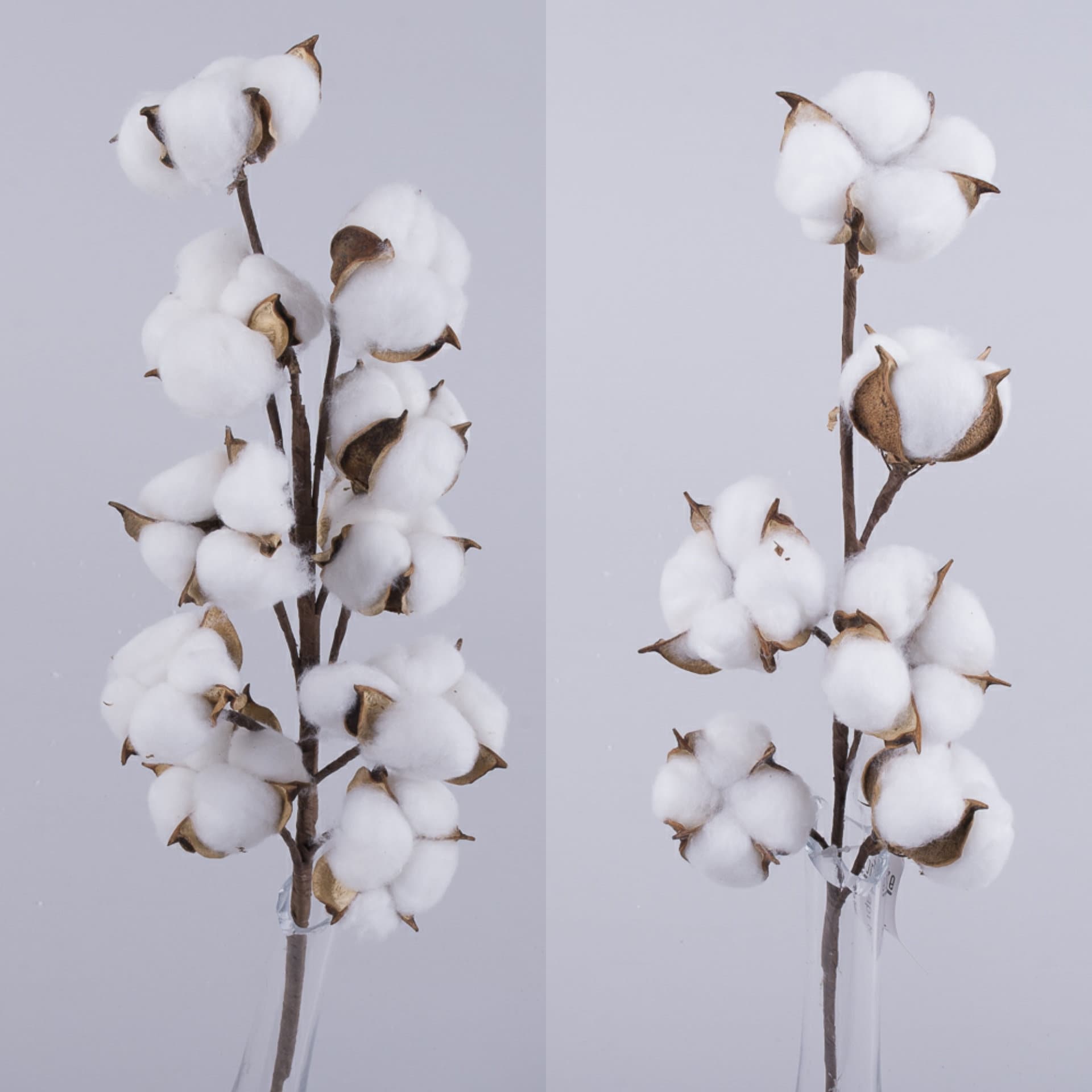 4Balls per Stem Cotton Flower Dried Cotton Eucalyptus Naturally