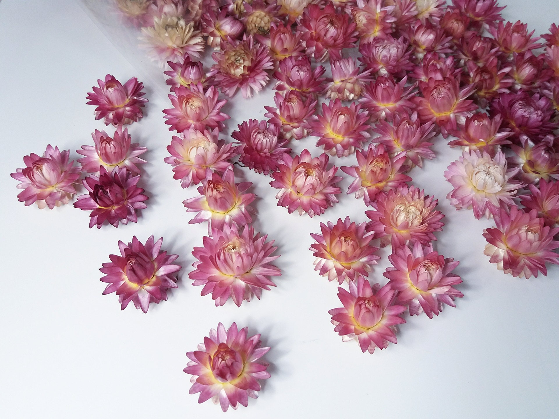 Bulk Dried strawflower heads – The Gathering Garden