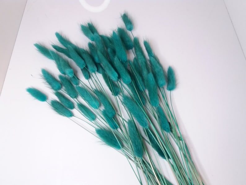 Teal Bunny Tails, Rabbit Tails, Dried Flowers For Boho Home Decor, Boho Bridal Bouquet,Lagurus Dried grass, Natural grass image 5