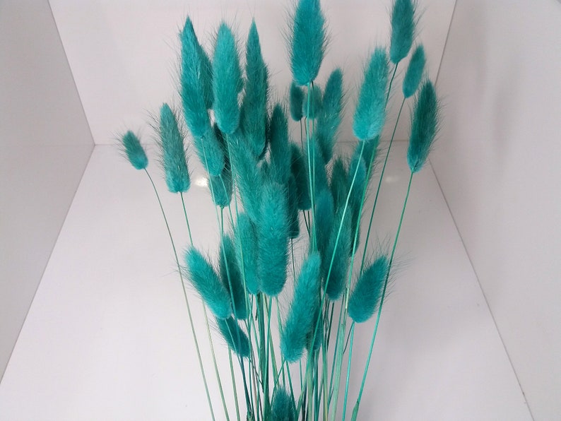 Teal Bunny Tails, Rabbit Tails, Dried Flowers For Boho Home Decor, Boho Bridal Bouquet,Lagurus Dried grass, Natural grass image 8