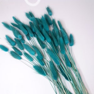 Teal Bunny Tails, Rabbit Tails, Dried Flowers For Boho Home Decor, Boho Bridal Bouquet,Lagurus Dried grass, Natural grass image 2