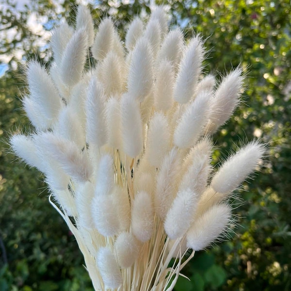 BEST QUALITY White Bunny Tails, Rabbit Tails, Dried Flowers For Boho Home Decor, Boho Bridal Bouquet,Lagurus Dried grass, Natural grass