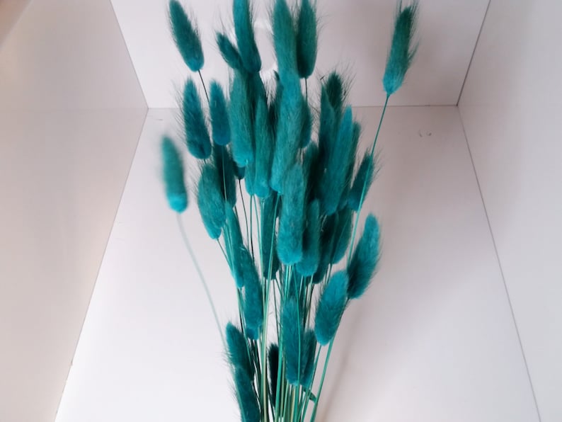 Teal Bunny Tails, Rabbit Tails, Dried Flowers For Boho Home Decor, Boho Bridal Bouquet,Lagurus Dried grass, Natural grass image 1