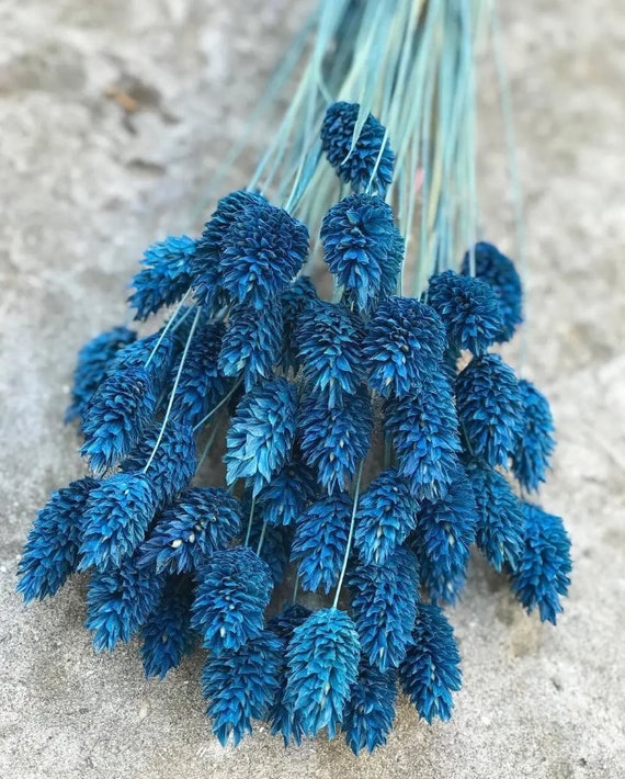 Phalaris Blue Dried Flowers – Uma Cantik