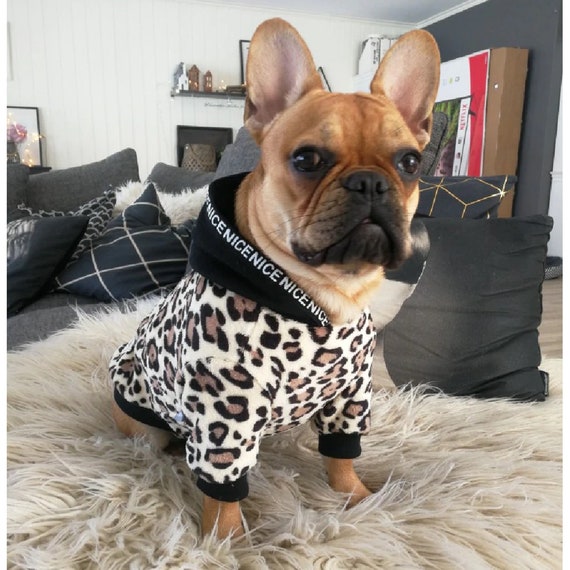 warm dog coats