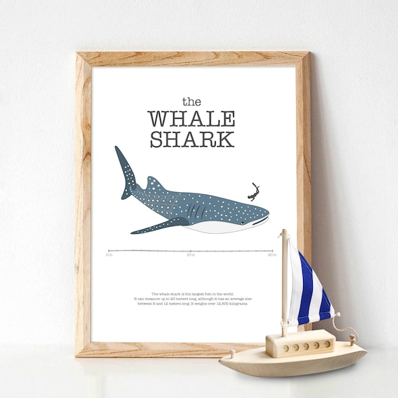 Hai Plakat Kinder Zeichnung Plakat Kindergarten Hai Druck Etsy