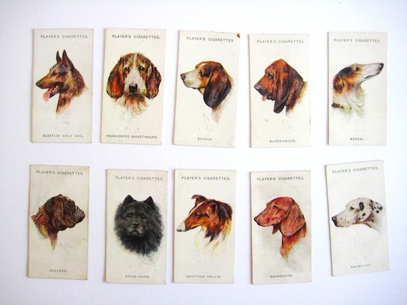 vintage players cigarette cards Dogs Heads, 1929 | 50 Players Cigarette Cards | Dog Cigarette Cards |  1920's Dog Breed Pictures